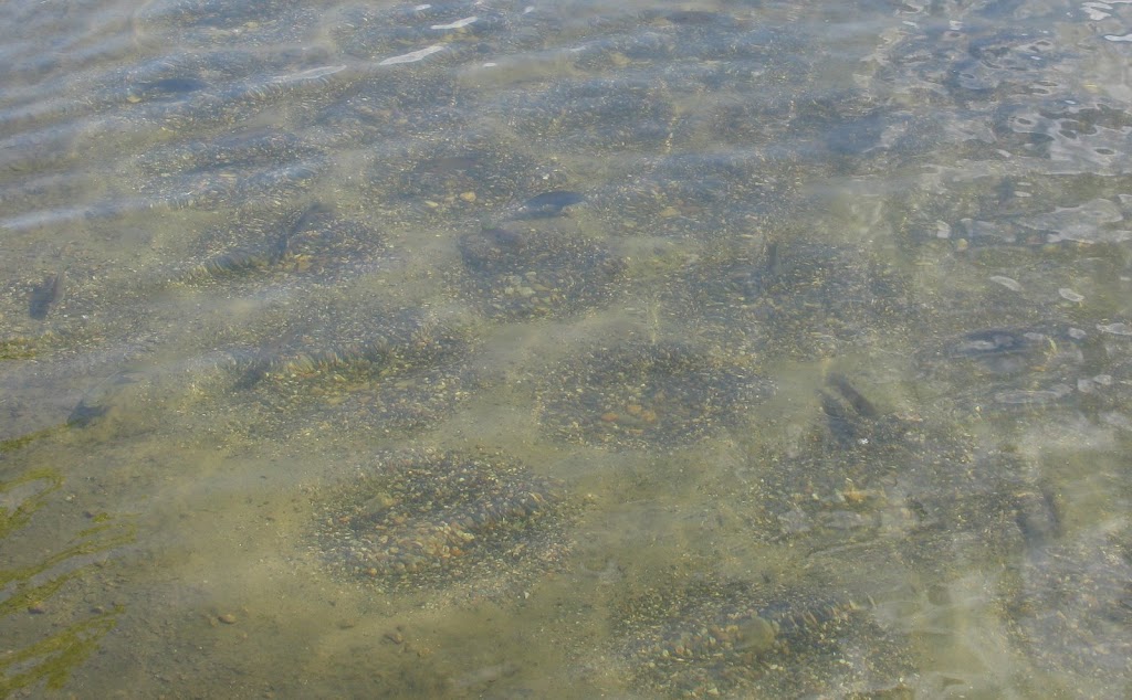 Manchaug Pond Foundation
