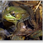 Manchaug Pond Foundation Conservation Wildlife