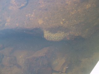 Manchaug Pond Foundation Water Quality