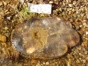 Manchaug Pond Foundation Water Quality