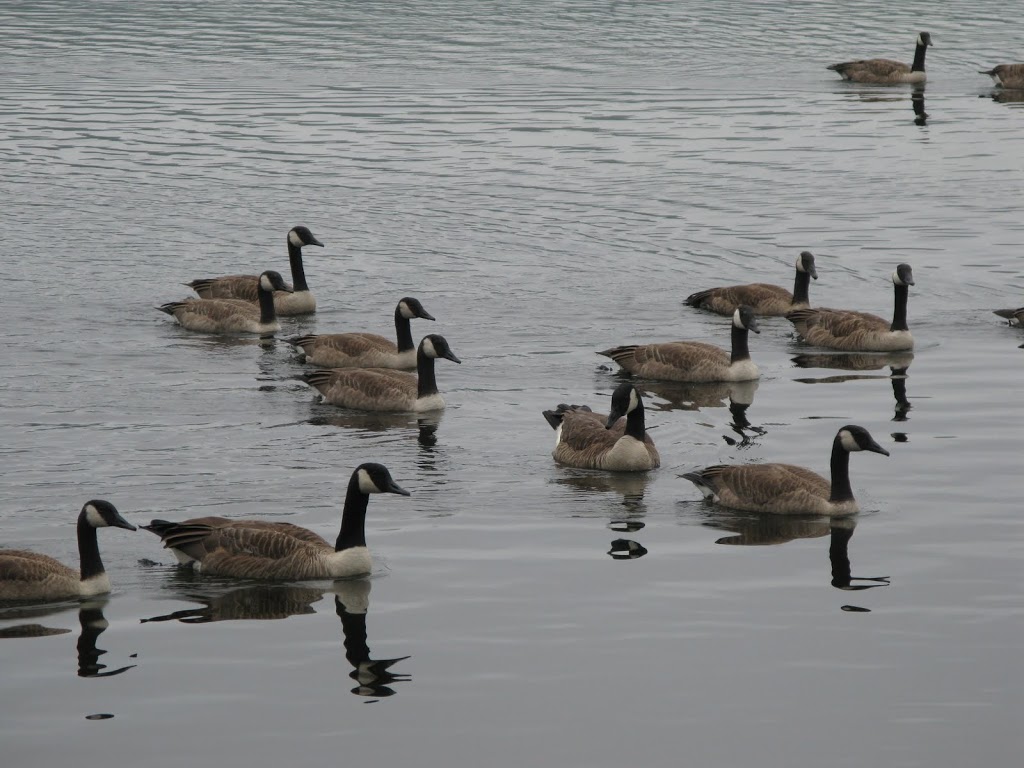 MassWildlife Goose Control – Hunting Sept 8th | Manchaug Pond Foundation