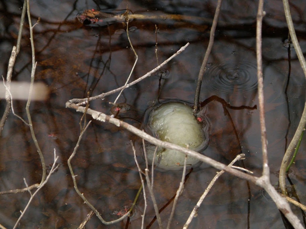 Can you identify? Found in the Manchaug Pond watershed. Manchaug Pond