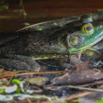 Manchaug Pond Foundation Conservation Wildlife