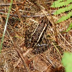 Manchaug Pond Foundation Wildlife