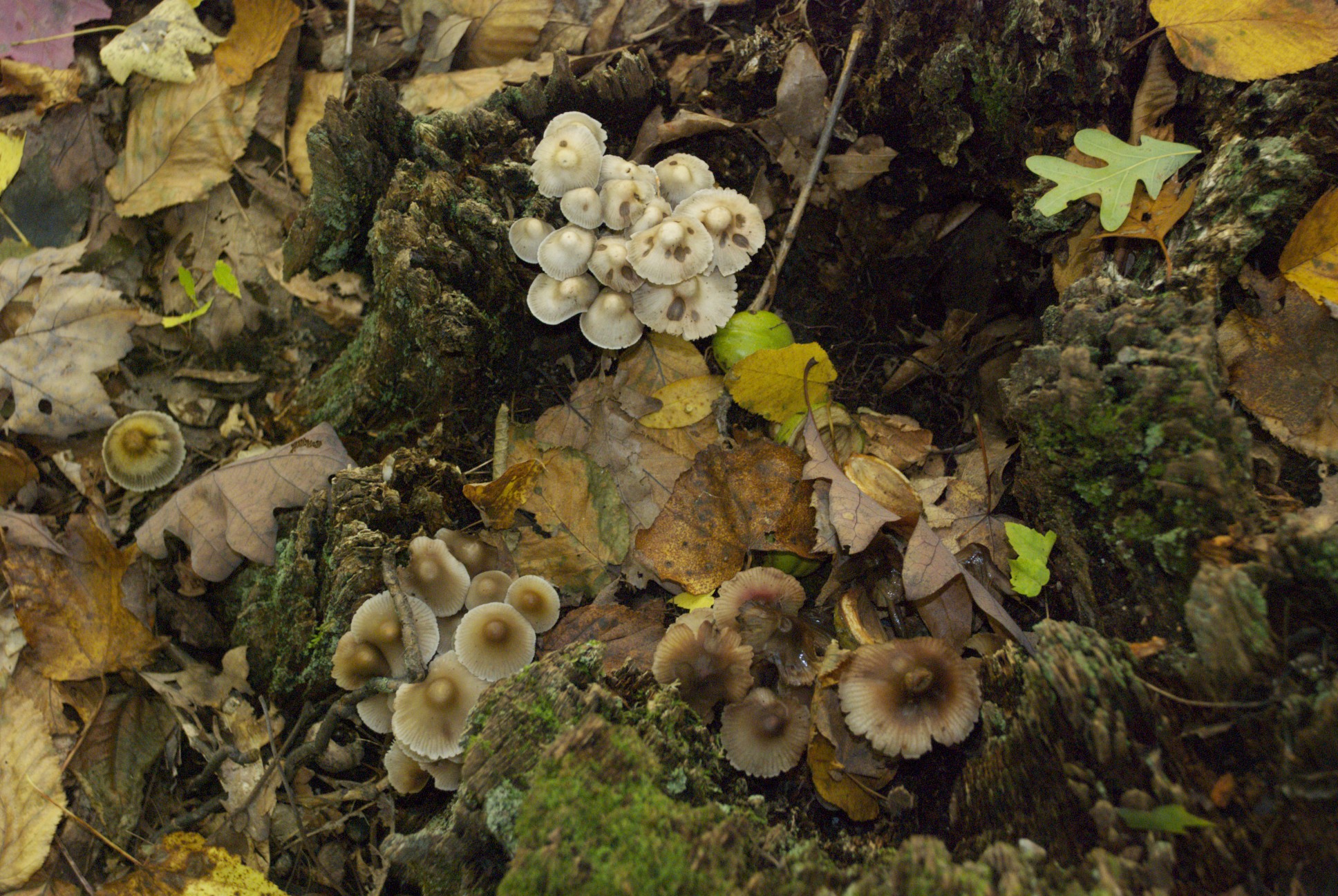 Waters Farm Mushrooms Manchaug Pond Foundation