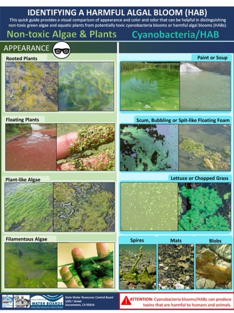 Algae Identification | Manchaug Pond Foundation